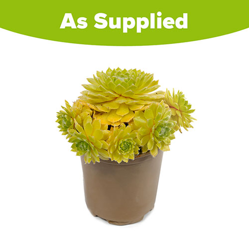 Sempervivum Lemon Flare
