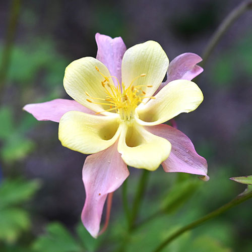 Aquilegia McKana Hybrids