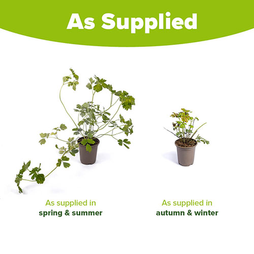 Aquilegia McKana Hybrids