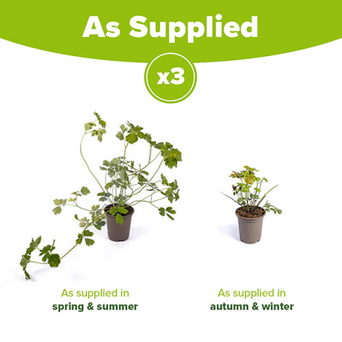 Aquilegia McKana Hybrids Aquilegia McKana Hybrids