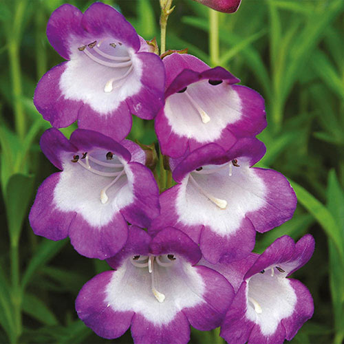Penstemon Pensham Czar
