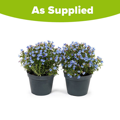 Lithodora Heavenly Blue