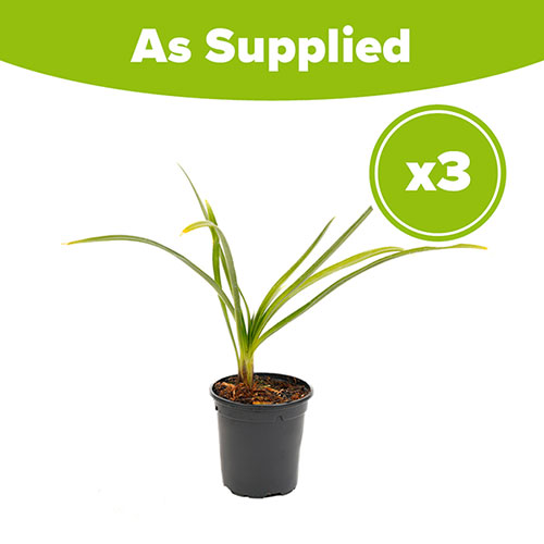 Agapanthus Black Jack Agapanthus Black Jack