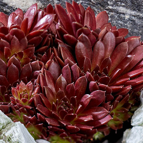 Sempervivum Coral Red