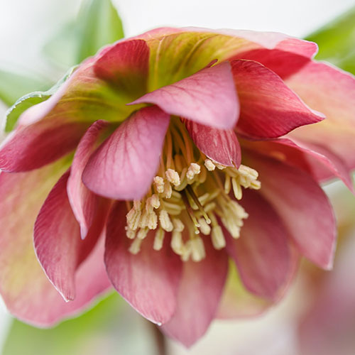 Hellebore Double Waterlily