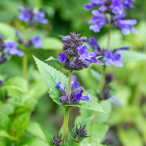 Nepeta Catmint Neptune