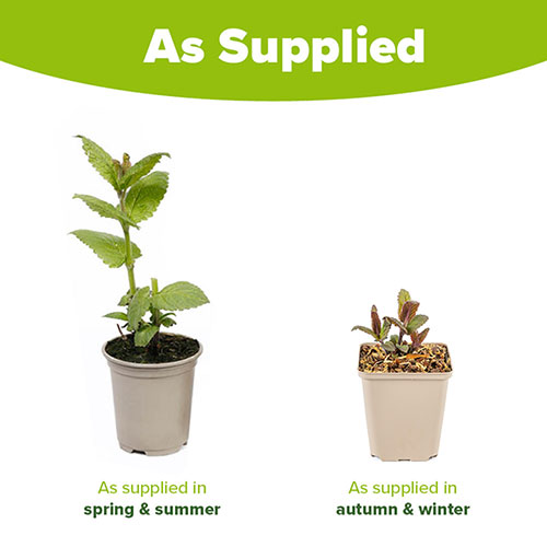 Nepeta Catmint Neptune