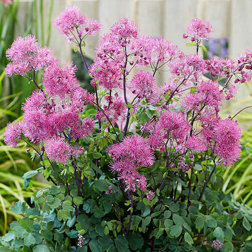 Thalictrum Little Pinkie Thalictrum Little Pinkie