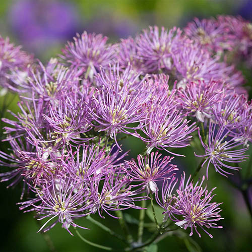 Thalictrum Little Pinkie Thalictrum Little Pinkie