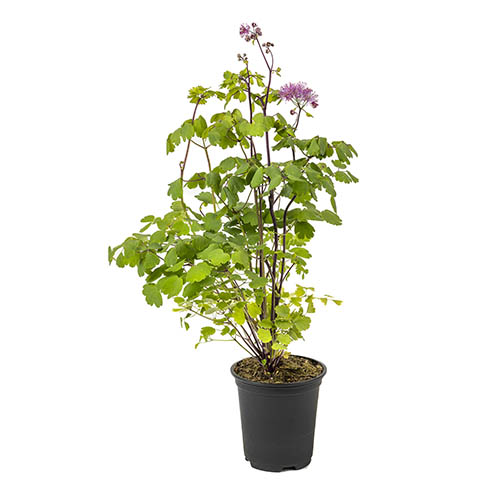 Thalictrum Little Pinkie Thalictrum Little Pinkie