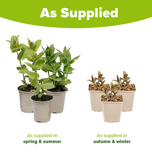 Nepeta (Catmint) Neptune