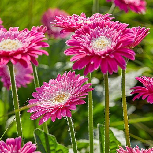 Hardy Gerbera Garvinea Bright Collection