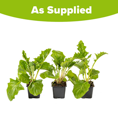 Hardy Gerbera Garvinea Bright Collection