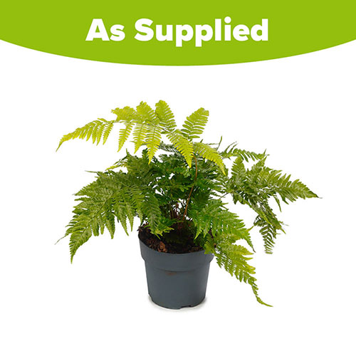 Dryopteris erythrosora Dryopteris erythrosora