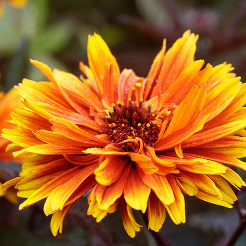 Heliopsis Funky Spinner Heliopsis Funky Spinner