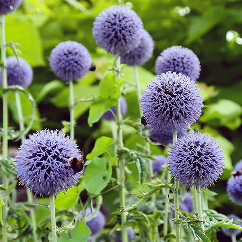 Globe Thistle Taplow Blue Globe Thistle Taplow Blue