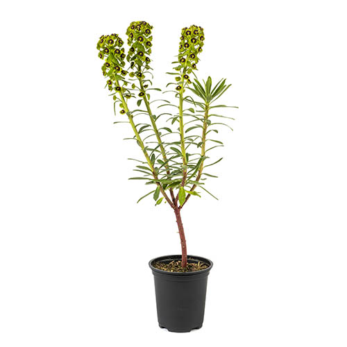 Euphorbia Black Pearl Euphorbia Black Pearl
