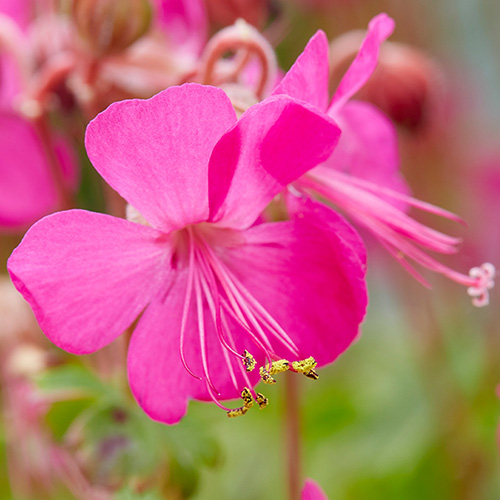 Geranium Intense