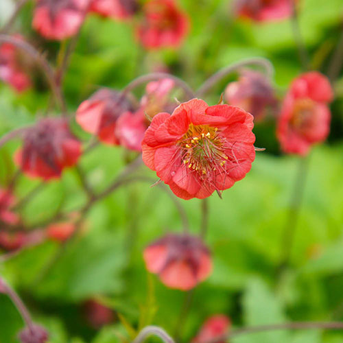 Geum Flames of Passion Geum Flames of Passion