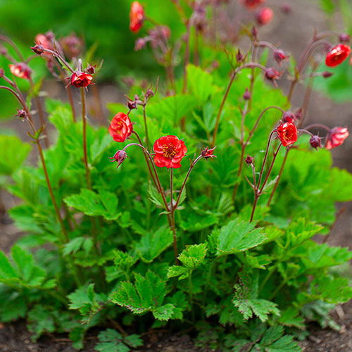 Geum Flames of Passion Geum Flames of Passion