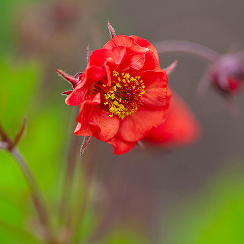 Geum Flames of Passion Geum Flames of Passion