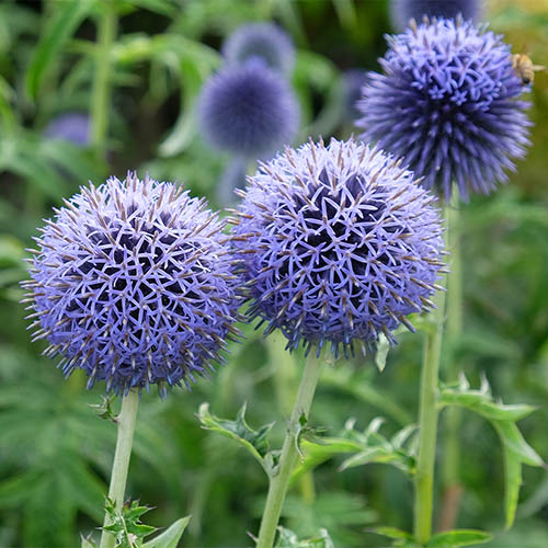Globe Thistle Taplow Blue Globe Thistle Taplow Blue