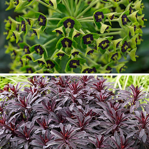 Evergreen Euphorbia Collection