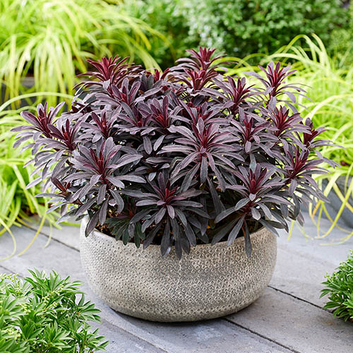 Evergreen Euphorbia Collection