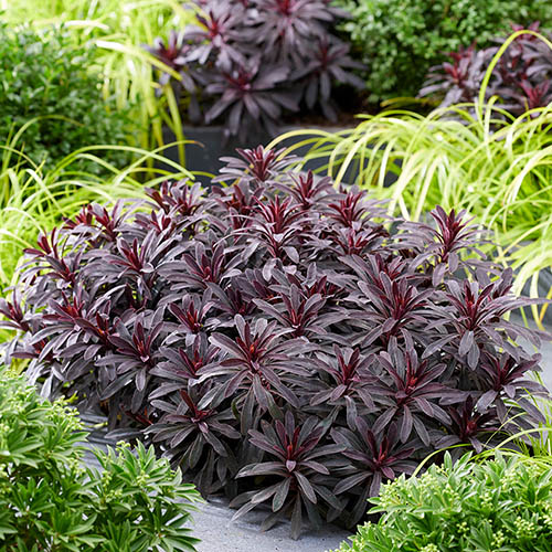 Evergreen Euphorbia Collection