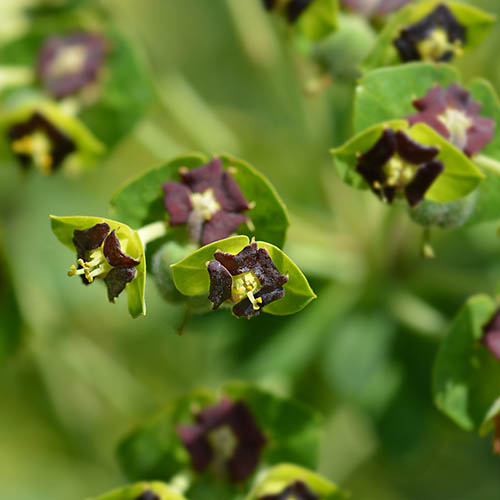 Evergreen Euphorbia Collection