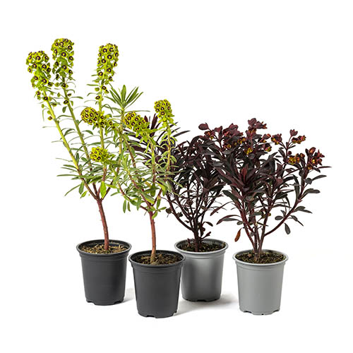 Evergreen Euphorbia Collection