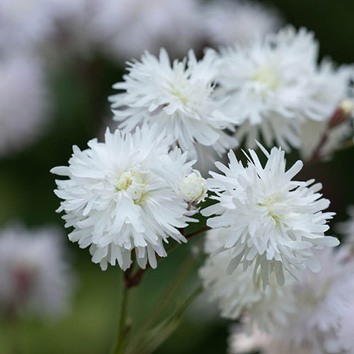 Ragged Robin Lychnis Petit Henri Ragged Robin Lychnis Petit Henri
