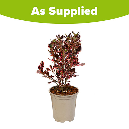 Coprosma Eclipse Coprosma Eclipse