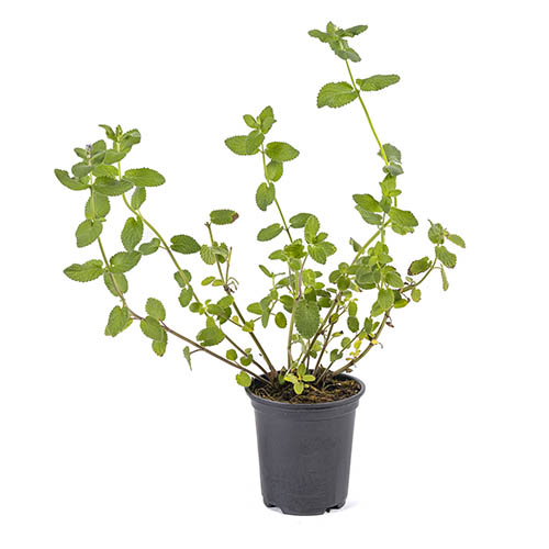 Catmint Summer Magic