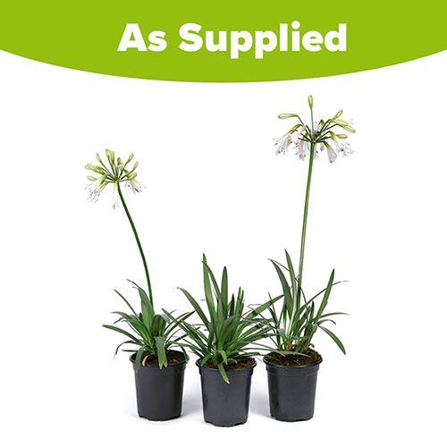 Agapanthus Emerald Ice Agapanthus Emerald Ice