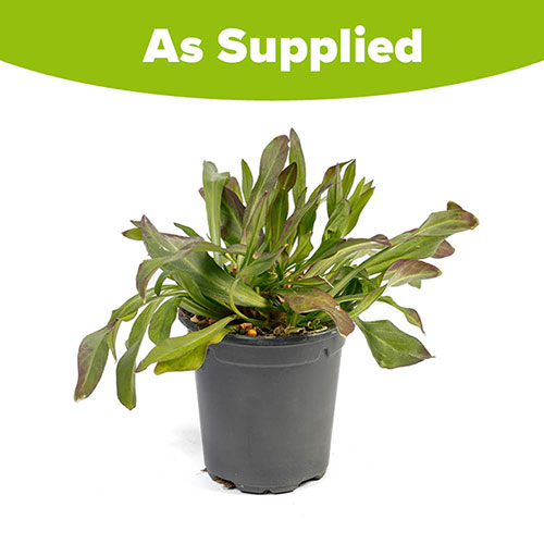 Lychnis Petite Jenny