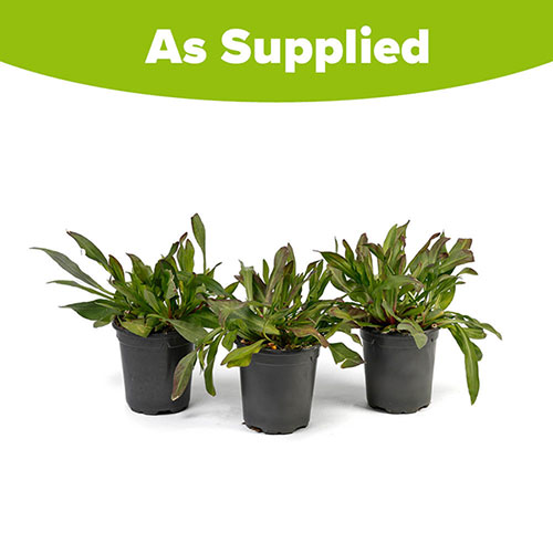 Lychnis Petite Jenny