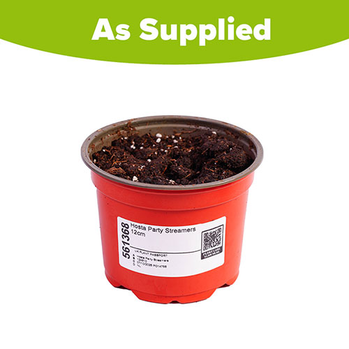 Hosta Party Streamers