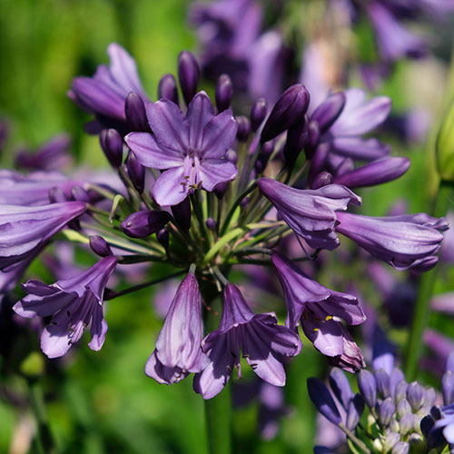 Agapanthus Poppin Purple Agapanthus Poppin Purple