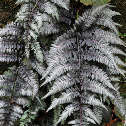 Athyrium niponicum Pewter Lace Athyrium niponicum Pewter Lace