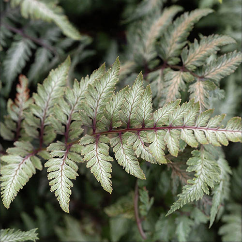 Athyrium niponicum Pewter Lace Athyrium niponicum Pewter Lace