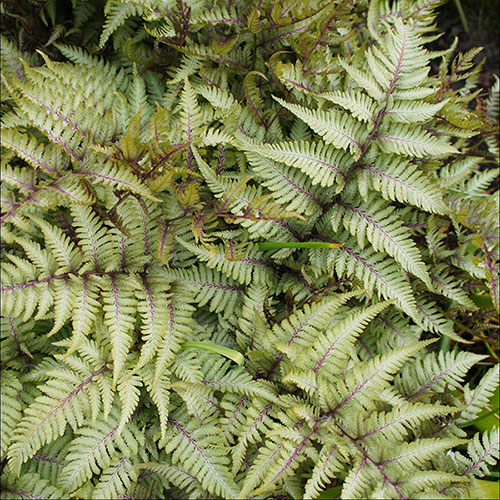 Athyrium niponicum Pewter Lace Athyrium niponicum Pewter Lace