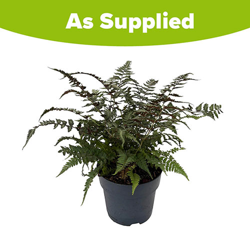 Athyrium niponicum Pewter Lace Athyrium niponicum Pewter Lace