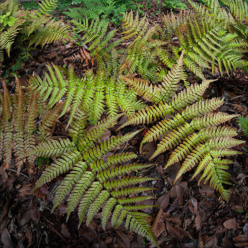 Prolific Copper Shield Fern