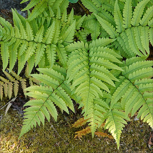 Prolific Copper Shield Fern Prolific Copper Shield Fern