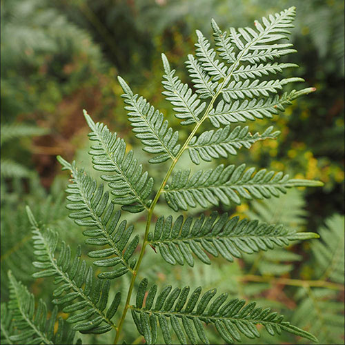 Prolific Copper Shield Fern Prolific Copper Shield Fern