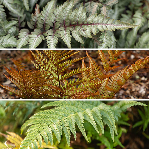 Hardy Fern Collection