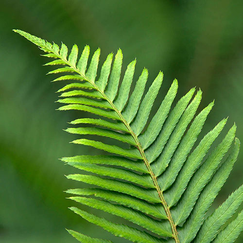 Polystichum munitum Polystichum munitum