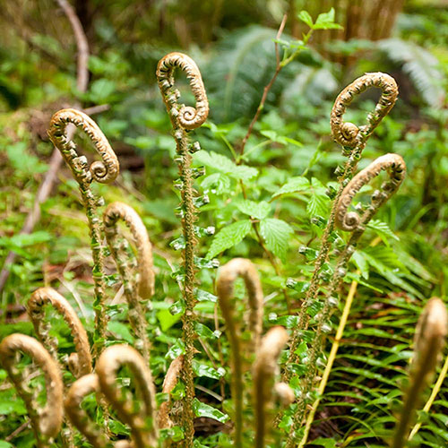 Polystichum munitum Polystichum munitum