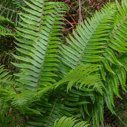 Polystichum munitum Polystichum munitum